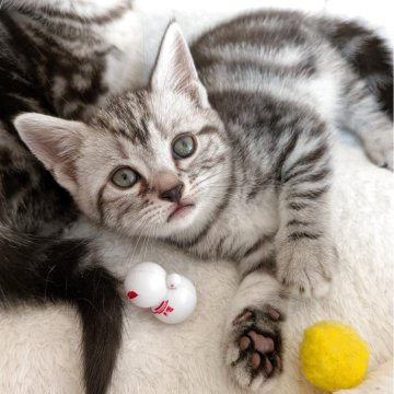 アメリカンショートヘア【神奈川県・女の子・2025年10月7日・シルバータビー】の写真「おっとり可愛い女の子
🩸両親遺伝子検査済🩸」