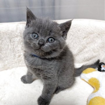 ブリティッシュショートヘア【神奈川県・男の子・2025年9月29日・ブルー】の写真「大人しい男の子
🩸両親遺伝子検査済🩸」
