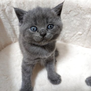 ブリティッシュショートヘア【神奈川県・男の子・2025年9月29日・ブルー】の写真「大人しい男の子
🩸両親遺伝子検査済🩸」