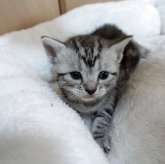 アメリカンショートヘア