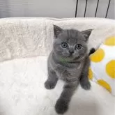 ブリティッシュショートヘア