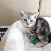 アメリカンショートヘア