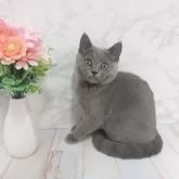 ブリティッシュショートヘア【神奈川県・男の子・2025年1月7日・ブルー】の写真1