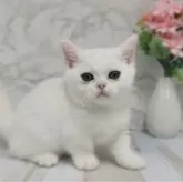 マンチカン(短足)