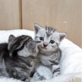 アメリカンショートヘア