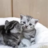 アメリカンショートヘア