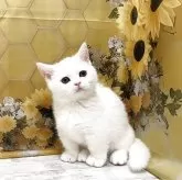 マンチカン(短足)
