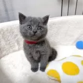 ブリティッシュショートヘア