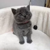 ブリティッシュショートヘア