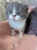 ブリティッシュショートヘア【神奈川県・男の子・2025年1月18日・ブルーホワイト】の写真9