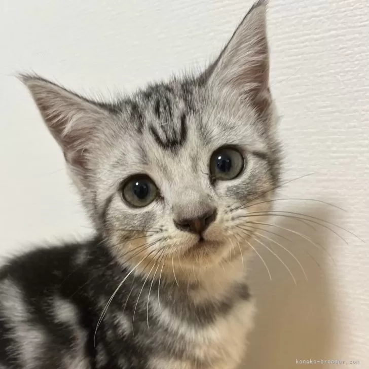 ID:2311-02834の子猫