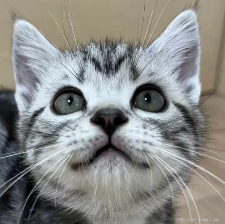 ID：2311-02831の子猫