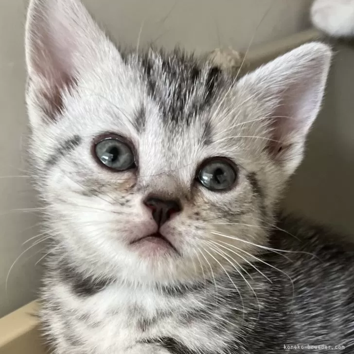 ID：2411-02299の子猫