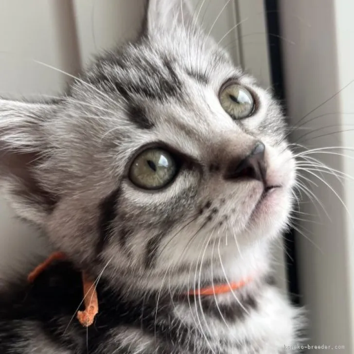 ID:2307-02683の子猫