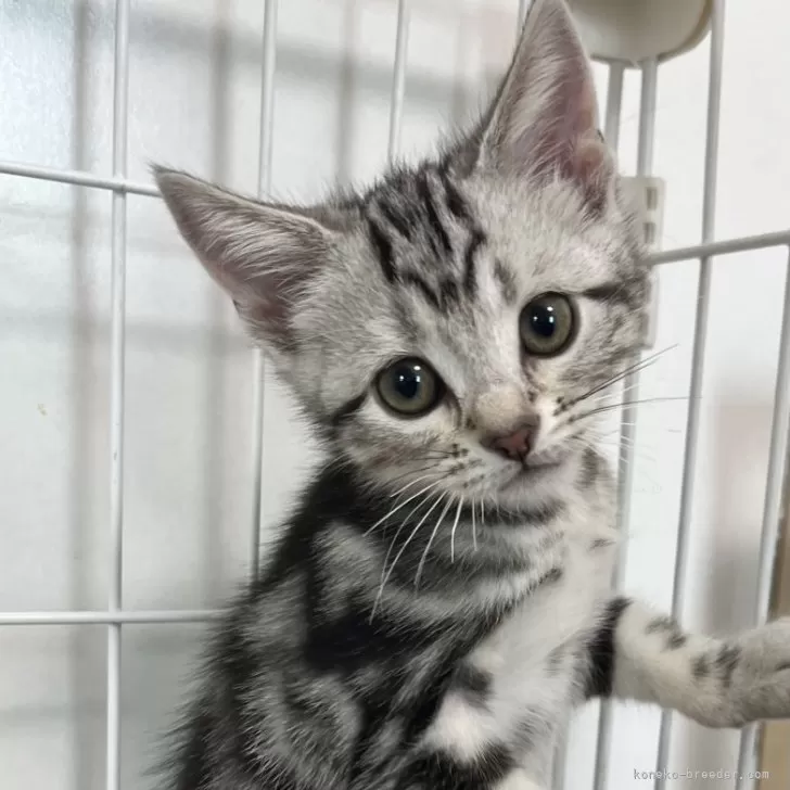ID:2409-01448の子猫
