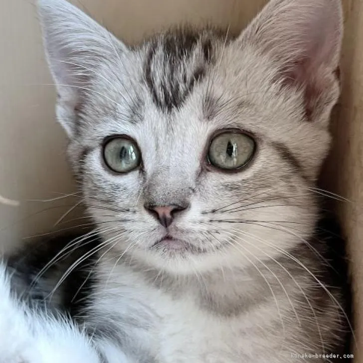 ID：2208-01672の子猫