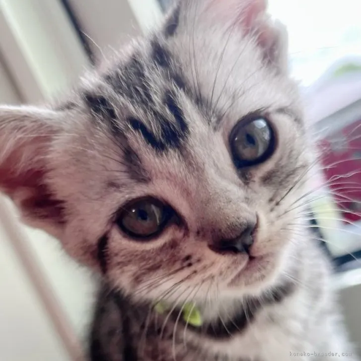 ID：2307-02685の子猫