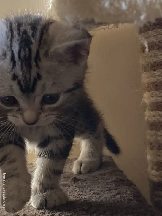ID:2203-01090の子猫