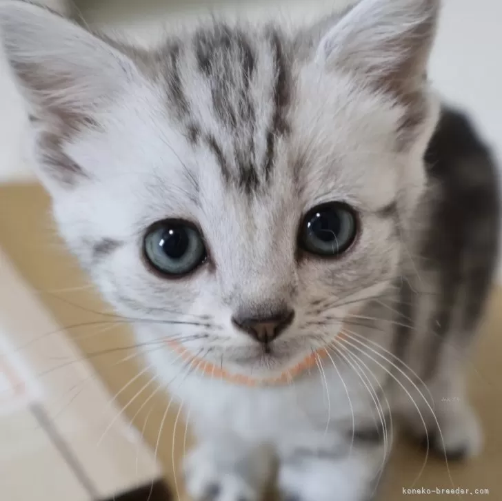 ID:2404-03525の子猫