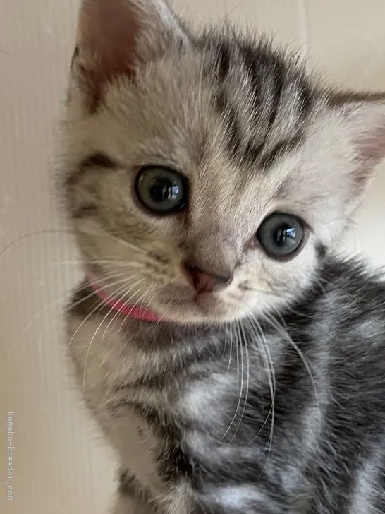 ID：2110-01002の子猫