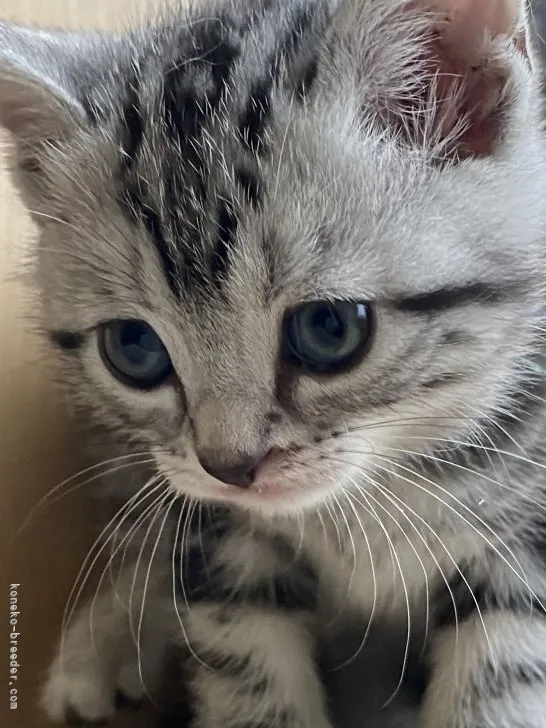 ID:2203-01089の子猫