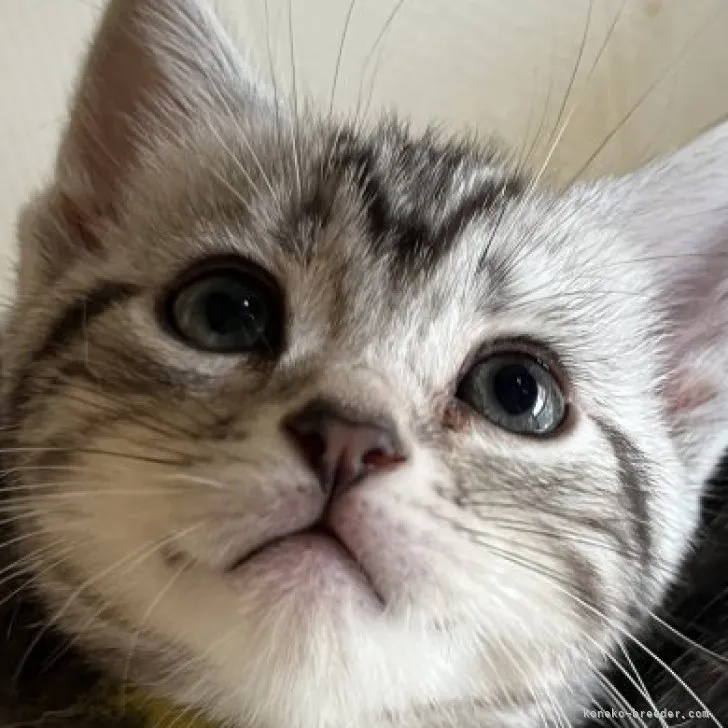 ID:2304-02225の子猫