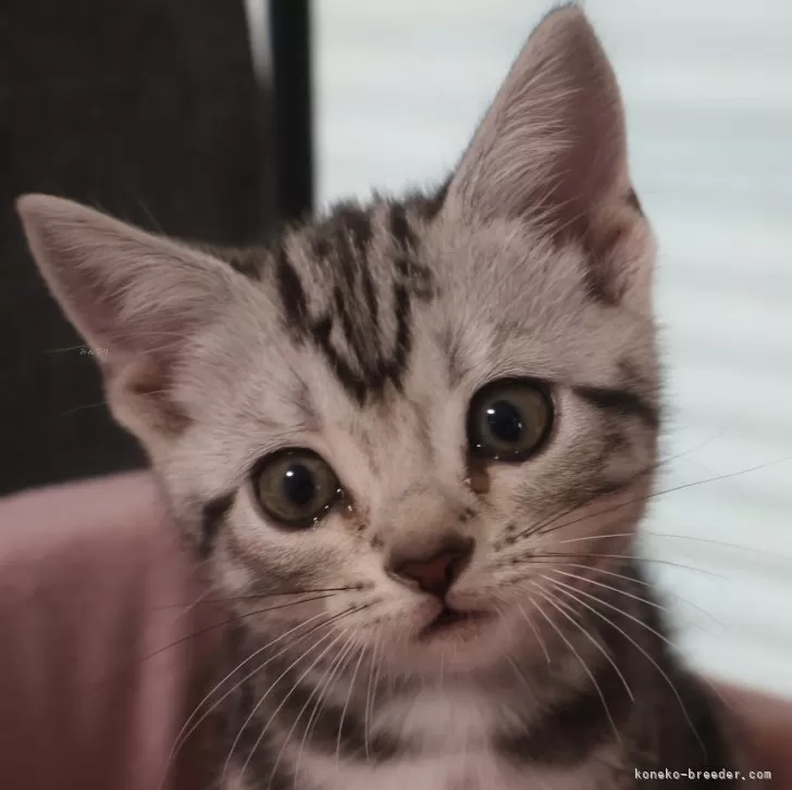 ID：2407-01954の子猫