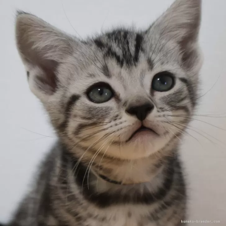 ID：2403-02369の子猫