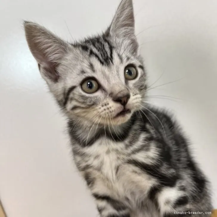ID:2309-02312の子猫