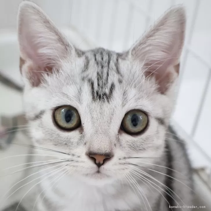 ID：2407-02079の子猫