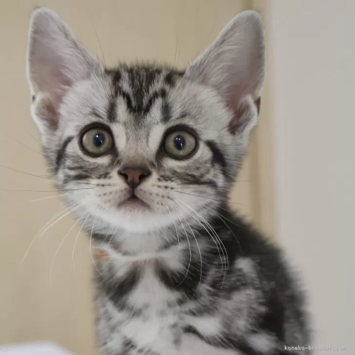 ID:2409-00448の子猫