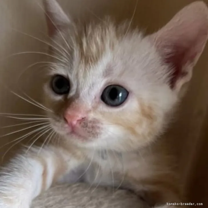 ID：2207-01166の子猫