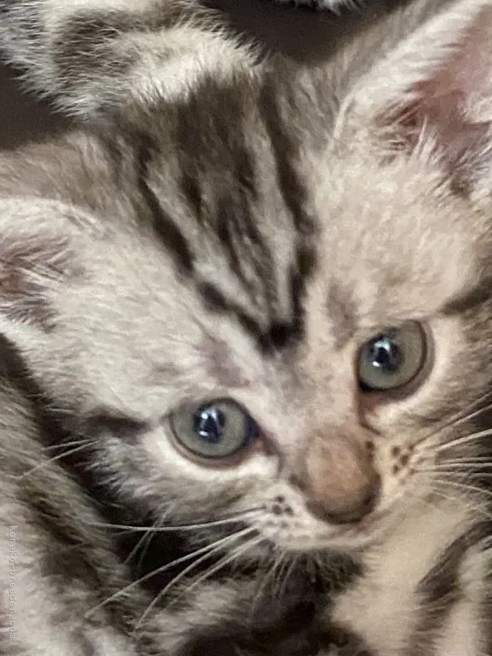 ID:2110-00184の子猫