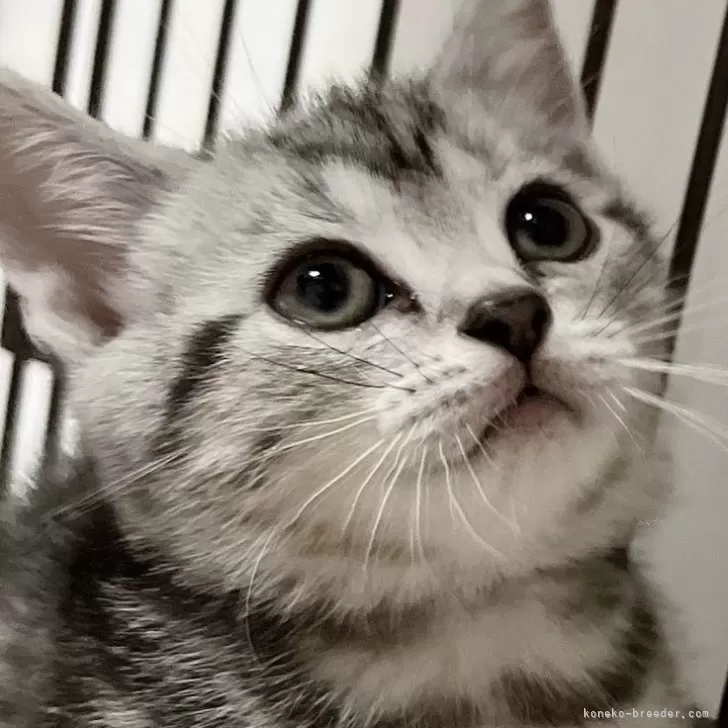 ID：2410-02122の子猫
