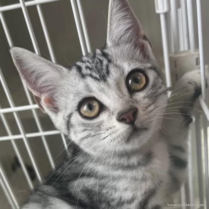 S.Ｉ 様のお迎えした子猫