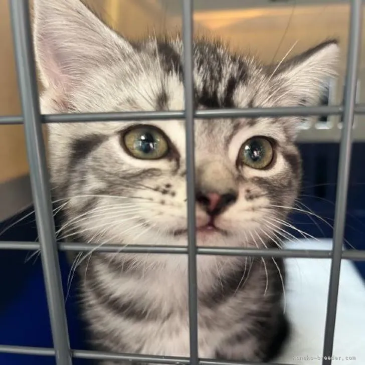 ID:2211-02645の子猫