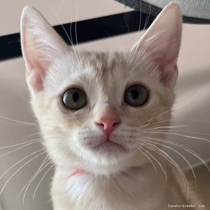 ID:2402-01470の子猫