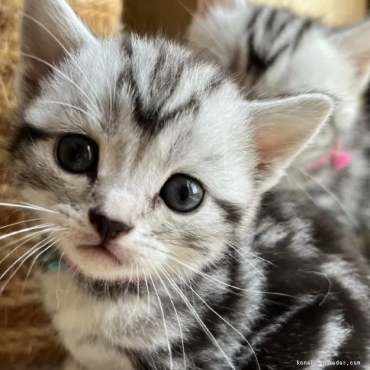 ID：2304-02989の子猫