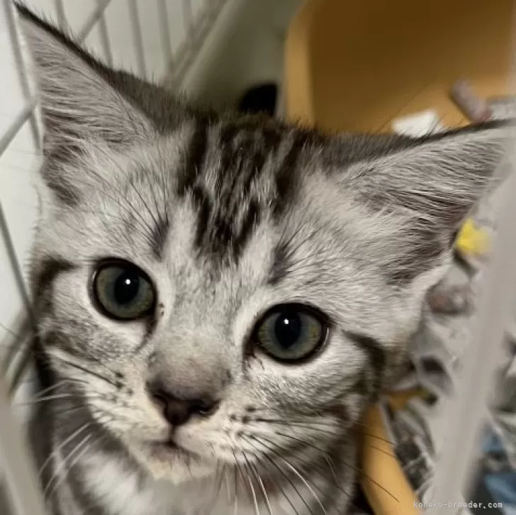ID:2311-02826の子猫