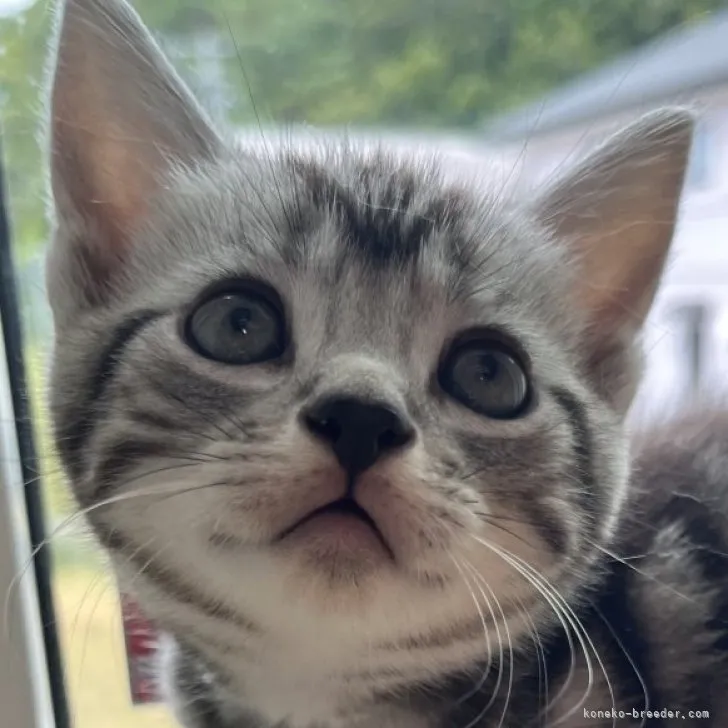 ID:2307-02676の子猫