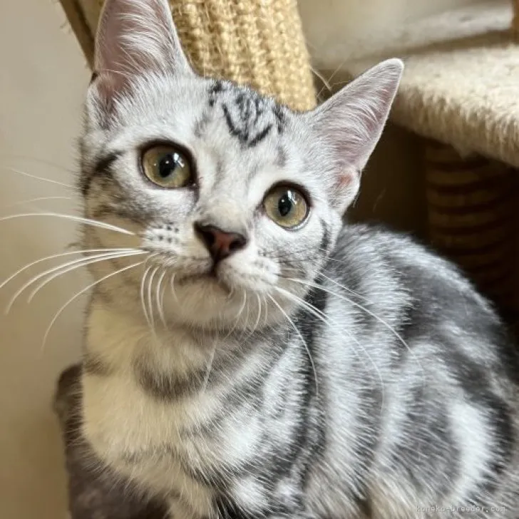 ID:2304-02990の子猫