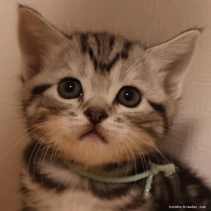ID:2403-02381の子猫