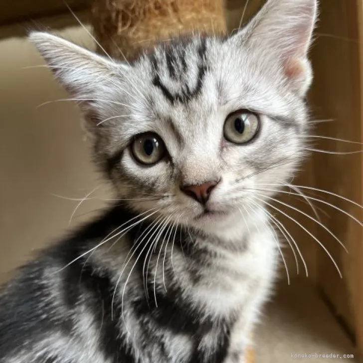 ID:2304-02986の子猫