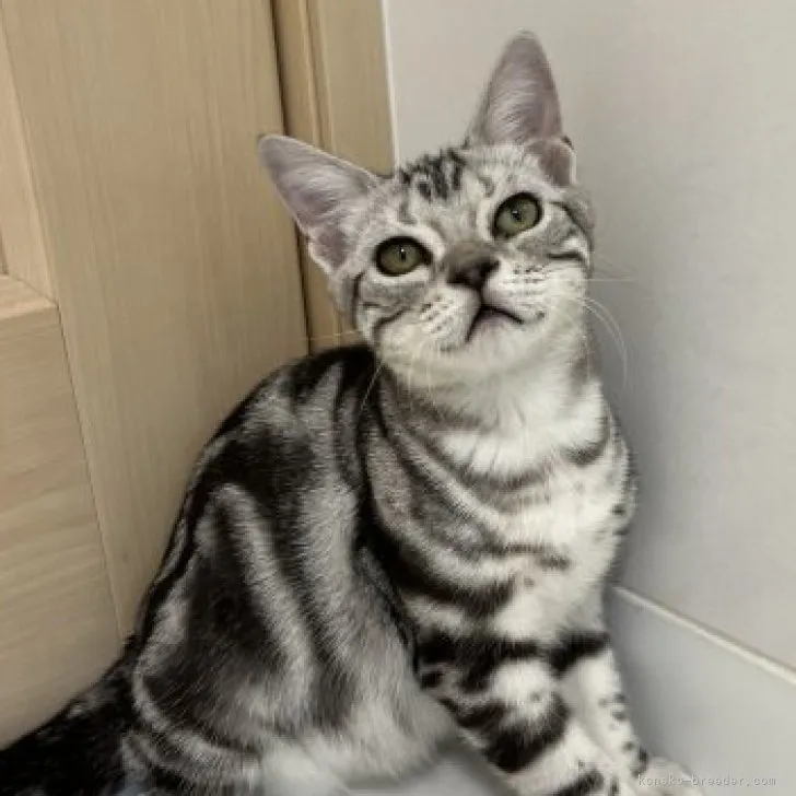 ID:2305-02223の子猫