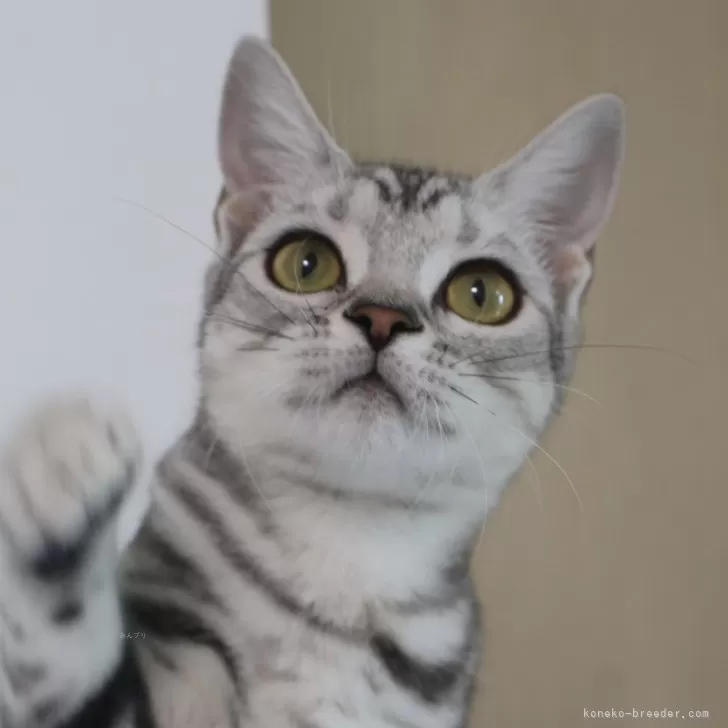 J.O 様のお迎えした子猫