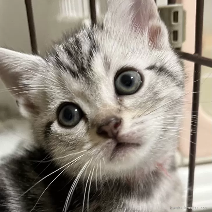 ID:2410-02120の子猫