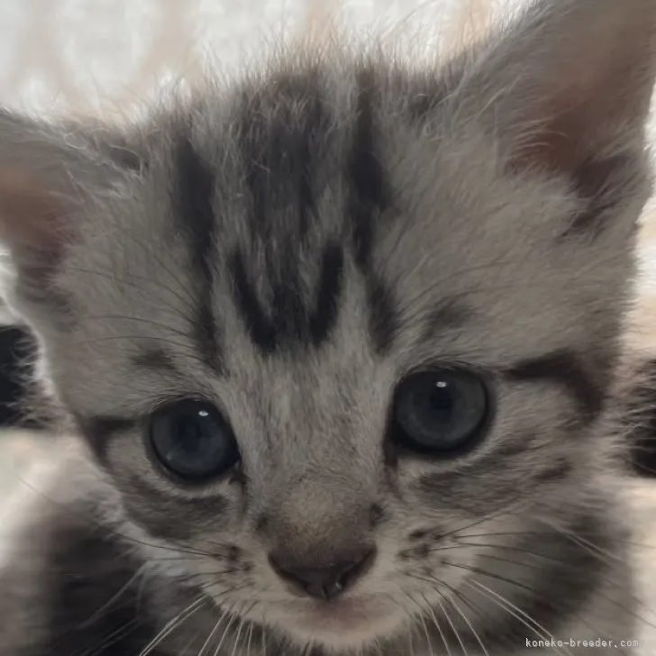 ID:2305-02441の子猫
