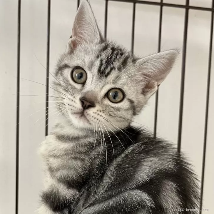 KC 様のお迎えした子猫