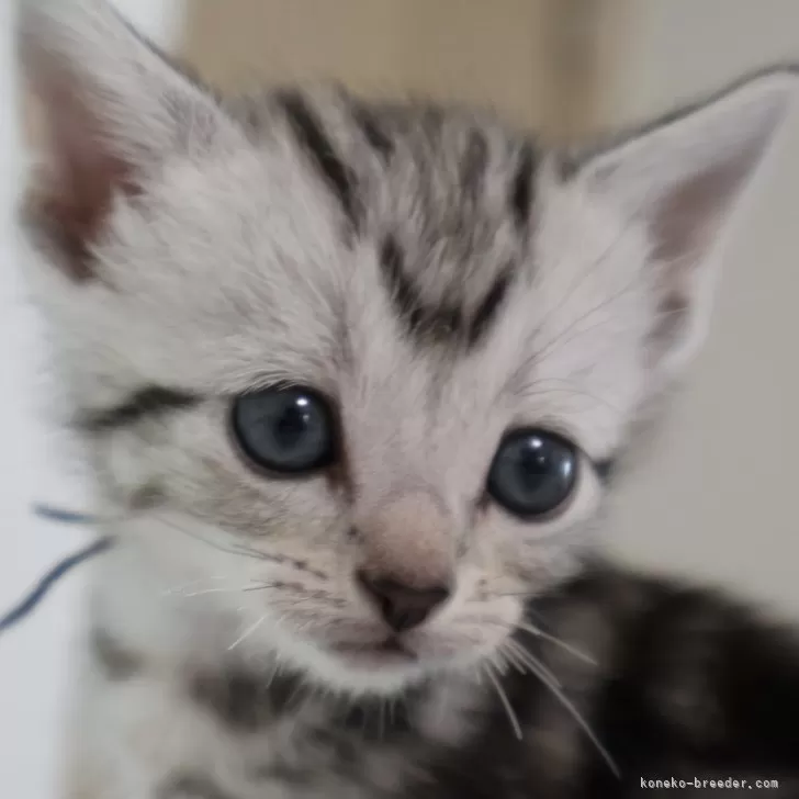 ID：2409-01596の子猫