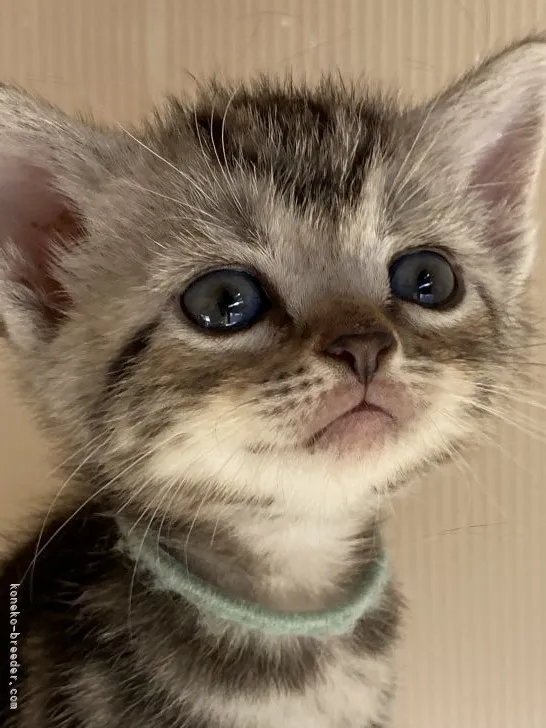 ID:2110-00185の子猫